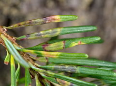 Contarinia pseudotsugae