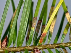 Contarinia pseudotsugae