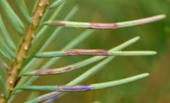 Contarinia pseudotsugae