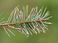 Contarinia pseudotsugae