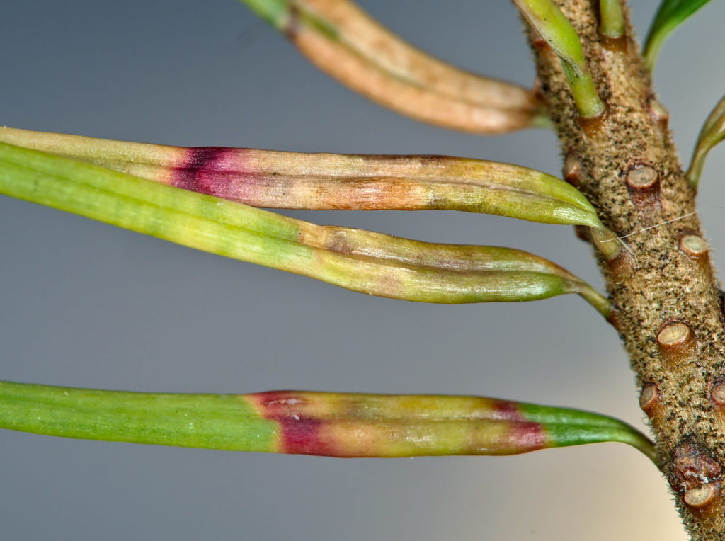 Douglas-Fir Needle Midge