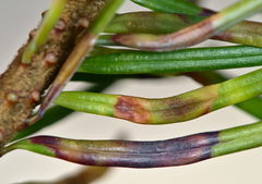 Contarinia pseudotsugae