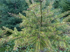 Contarinia pseudotsugae