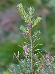 Contarinia pseudotsugae