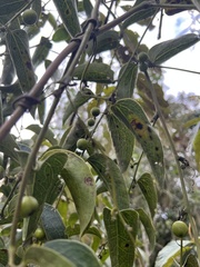 Smilax domingensis