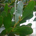 Acacia phlebophylla - Photo (c) Ken Harris EntSocVic, μερικά δικαιώματα διατηρούνται (CC BY-NC), uploaded by Ken Harris EntSocVic