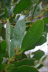 Acacia phlebophylla