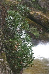 Acacia phlebophylla