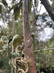Smilax domingensis