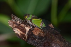 Hemisciera maculipennis