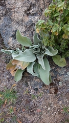 Verbascum rotundifolium