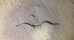Brachyurophis australis