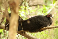 Alectura lathami lathami