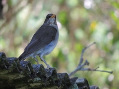 Turdus amaurochalinus