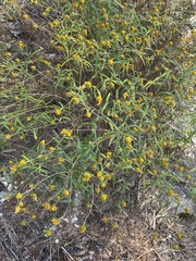 Helianthus porteri