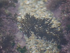 Cystoseira humilis