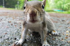 Sciurus carolinensis