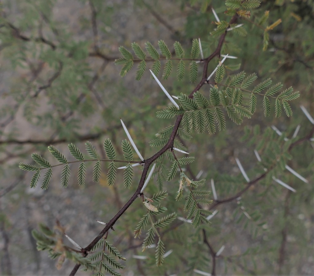 whitethorn acacia from Pima County, AZ, USA on November 21, 2021 at 10: ...