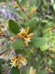 Persoonia confertiflora