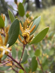 Persoonia confertiflora