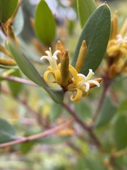 Persoonia confertiflora