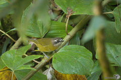 Chlorospingus flavopectus wetmorei