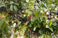 Vaccinium dentatum