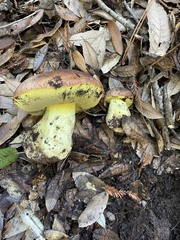Butyriboletus persolidus