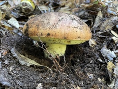Butyriboletus persolidus