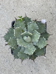 Agave isthmensis