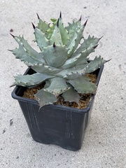 Agave isthmensis