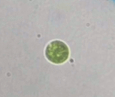 Chlamydomonadales