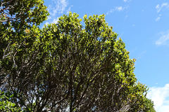 Syzygium sandwicense