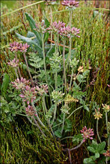 Chaerophyllum eriopodum