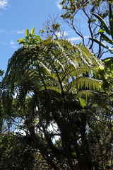 Cibotium glaucum