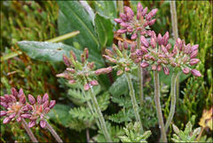 Chaerophyllum eriopodum