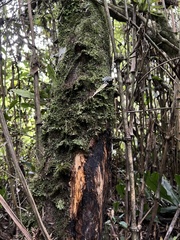 Mammalia