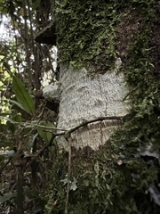 Mammalia