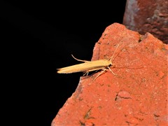 Stathmopoda skelloni