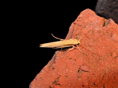 Stathmopoda skelloni