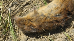 Oxymycterus rufus