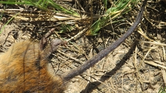 Oxymycterus rufus
