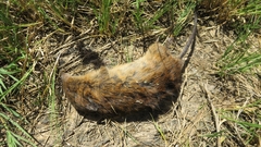 Oxymycterus rufus