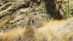 Oxymycterus rufus