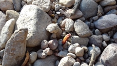 Chauliognathus togatus