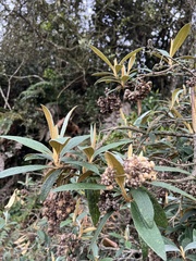 Buddleja incana