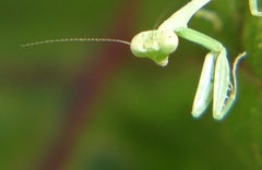 Stagmomantis