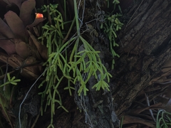 Rhipsalis teres