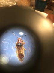 Cymus melanocephalus