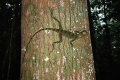Enyalius